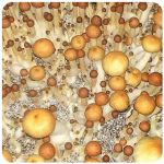 Псилоцибиновые (галлюциногенные) грибы в Калининграде Psilocybin "Golden Teacher" Псилоцибиновые (галлюциногенные) грибы в Калининграде Psilocybin "Golden Teacher"