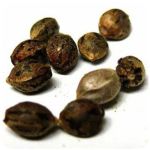 Семена марихуаны АК-47 (Seeds AK-47) в Калининграде Семена марихуаны АК-47 (Seeds AK-47) в Калининграде